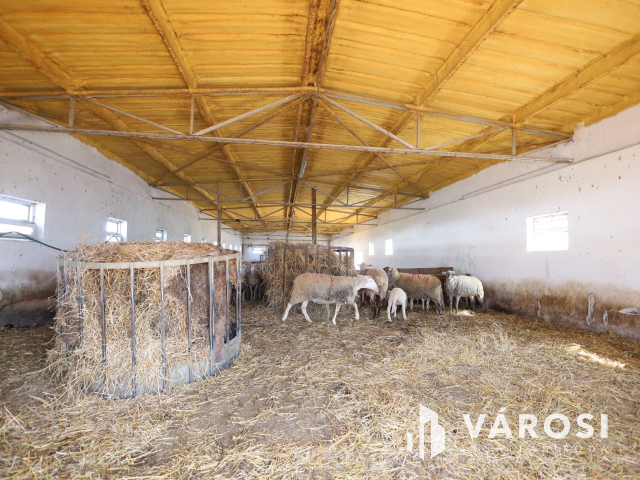 Eladó sertéstelep Szeghalom határában 11 ha területen