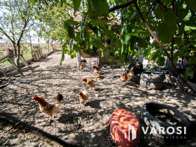 Gyomaendrőd határában eladó tanya
