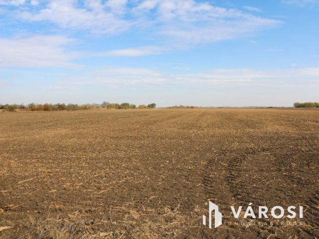 Eladó szántóföld Orosháza közelében