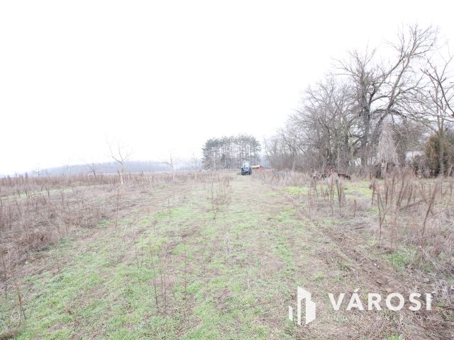 Szeretne passzív jövedelmet dióból?